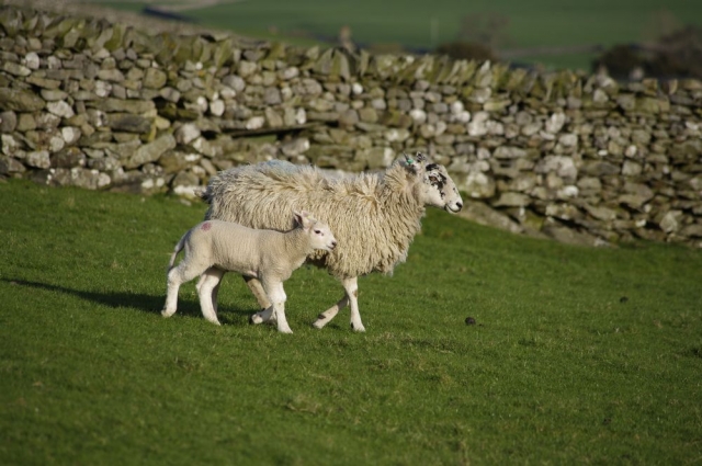 Yorkshire Lamb